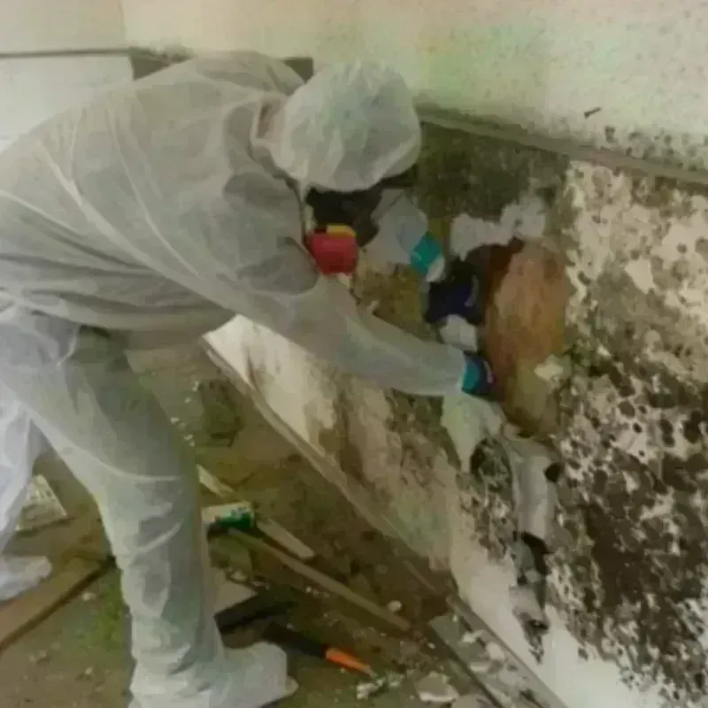 Mold Remediation and Removal in Calvert, TX